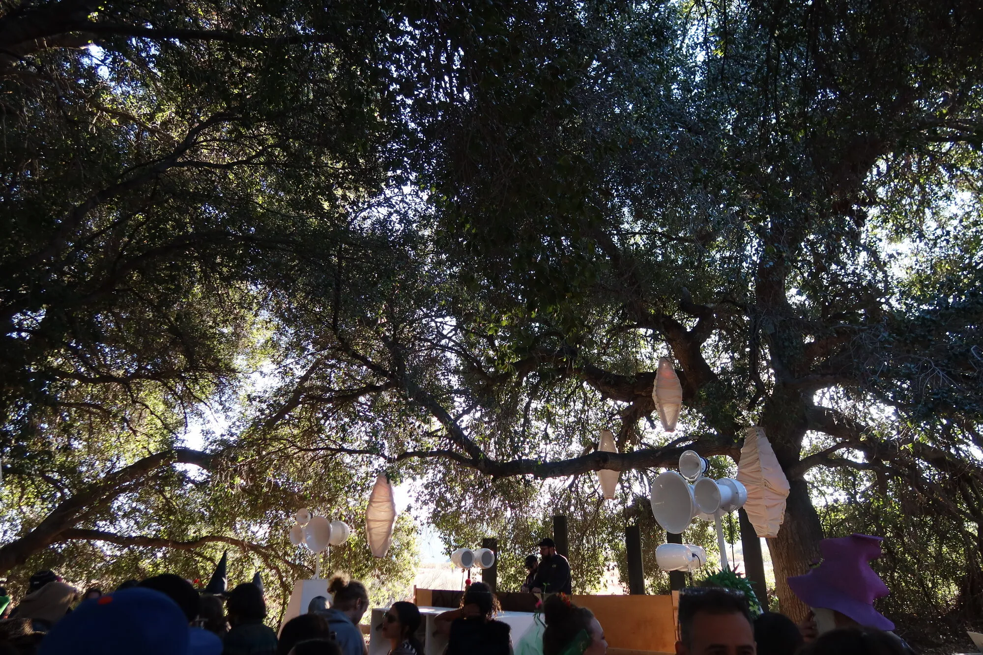 Daytime crowd under the oaks